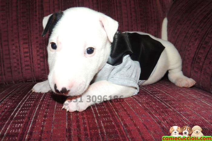 Vendita Cuccioli Bull Terrier